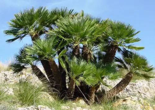 european-fan-palm-chamaerops-humilis-500x356-1 European Fan Palm (Chamaerops humilis)