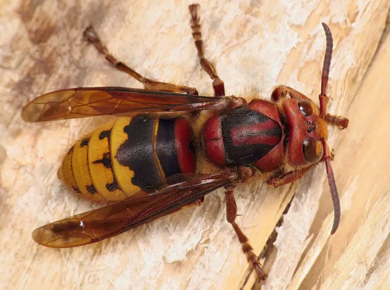 Dangerous Bugs in Missouri