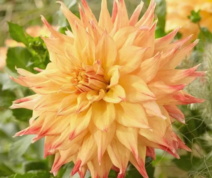 Yellow Dahlia