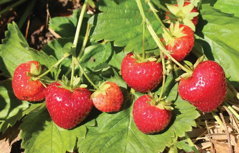 Types of Strawberry Plants