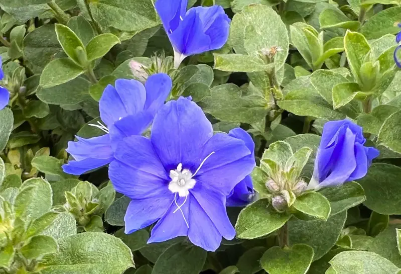 Florida Full Sun Plants