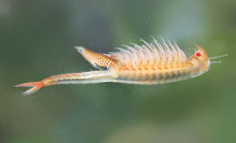 Fairy Shrimp in California Vernal Pools