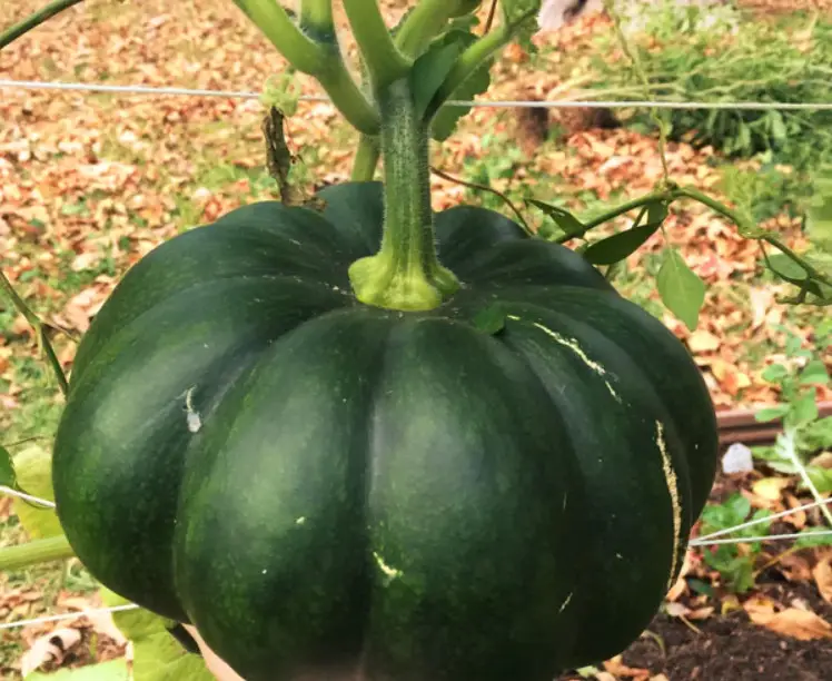 Green Pumpkins