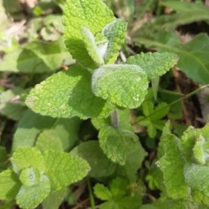 41 Types of Mint Plants (With Pictures)