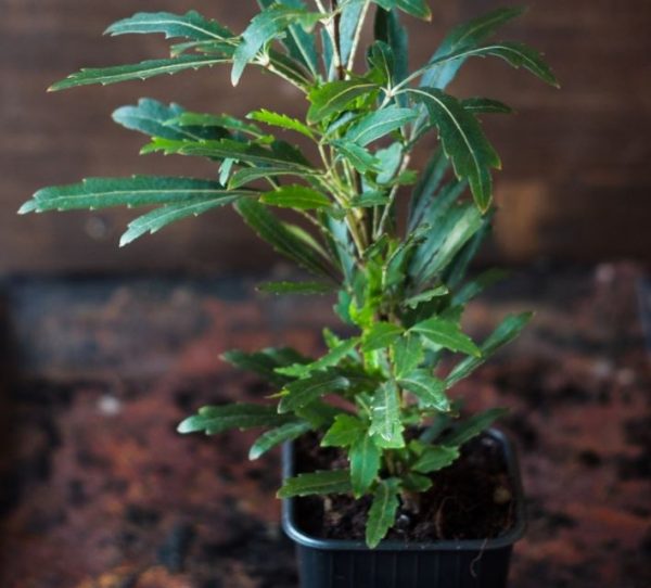 Pet Safe House Plants