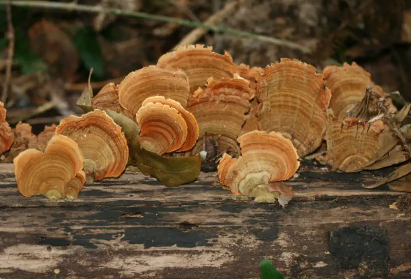 Florida Mushrooms