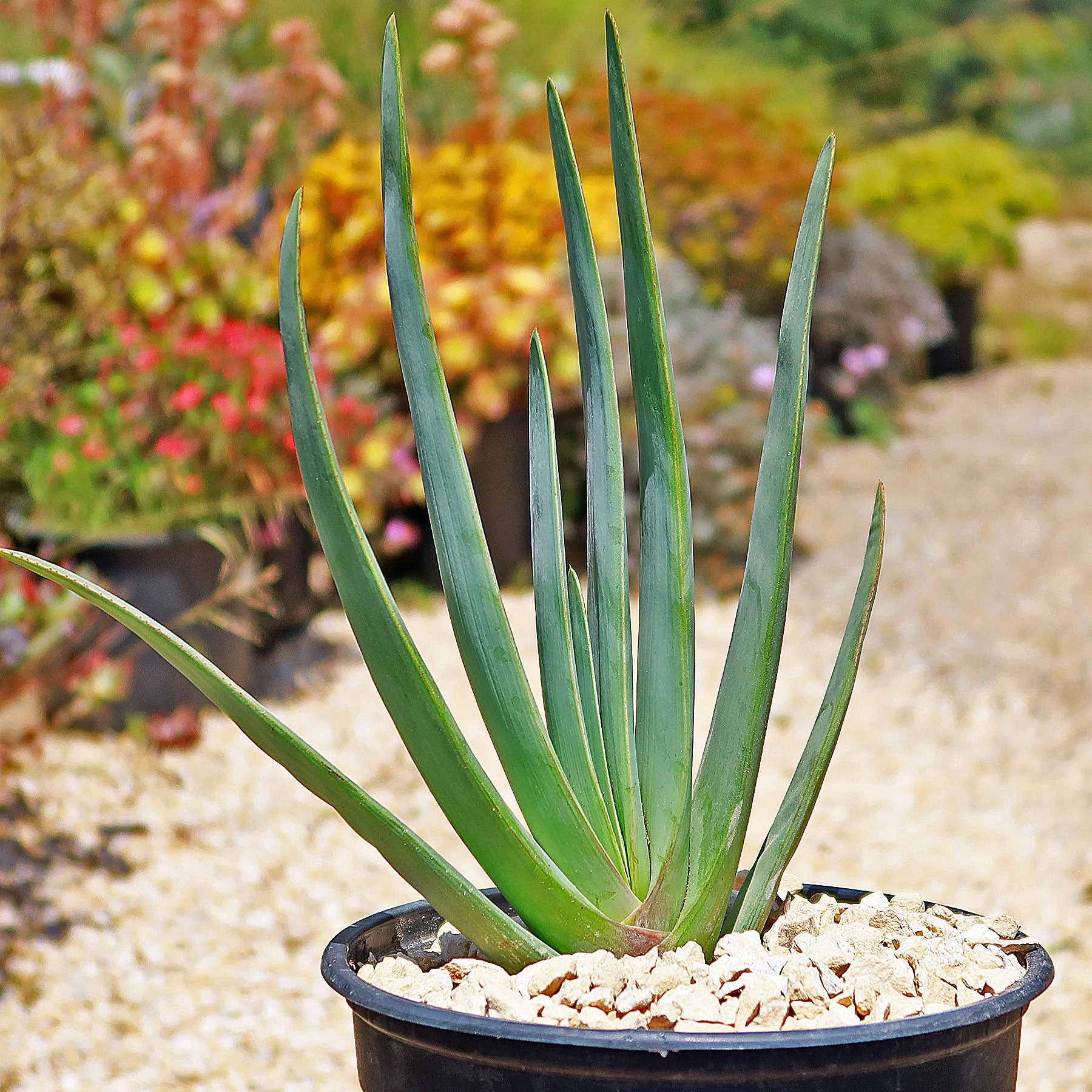 fan-aloe-aloe-plicatilis Types of Aloe Plants