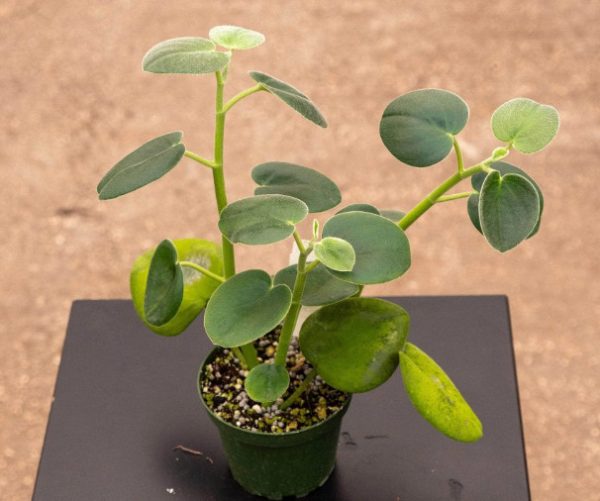 Peperomia Varieties