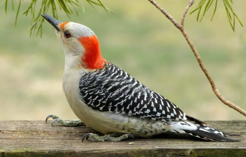 Female Woodpecker