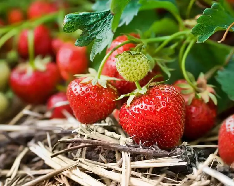 Types of Strawberry Plants