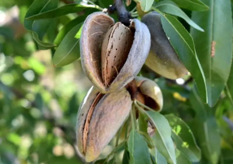 Almond Trees