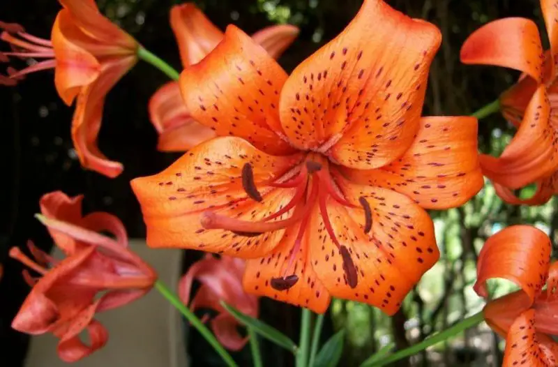 Types of Lilies