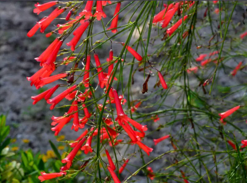 Firecracker plant care