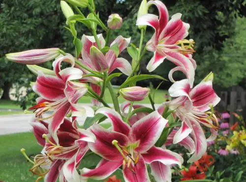 flashpoint-oriental-trumpet-lily-500x370-1 Flashpoint Oriental Trumpet Lily