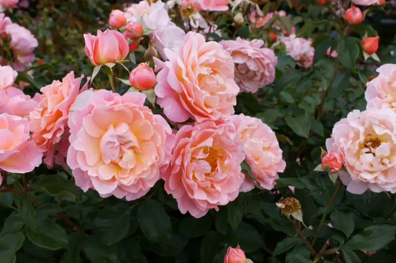 Types of Rose Plants