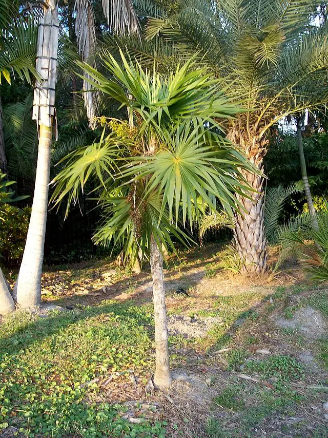 Types of Palm Trees in Florida