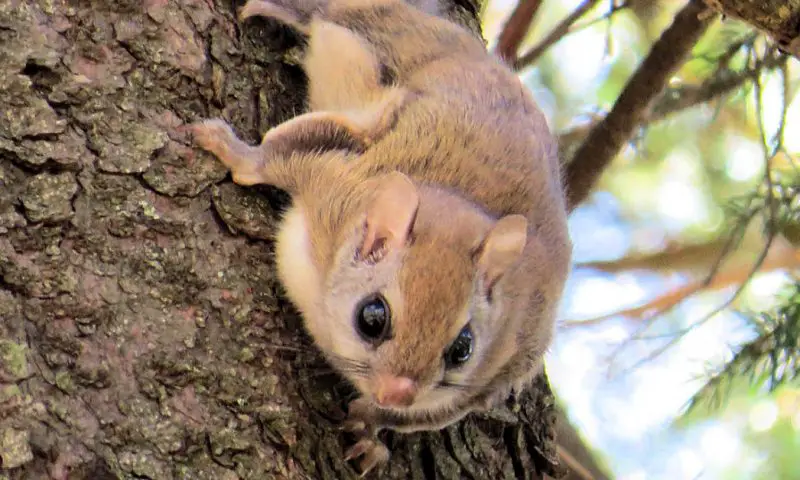 Flying Squirrels in North Carolina