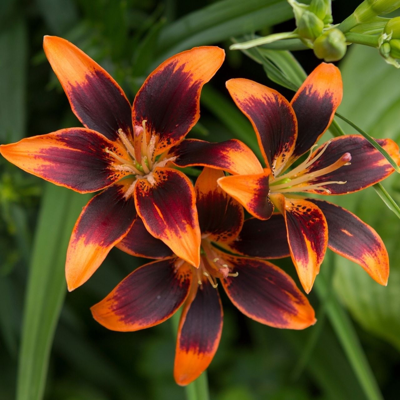Types of Lilies