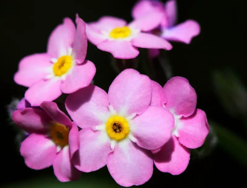 Pink and White Flowers