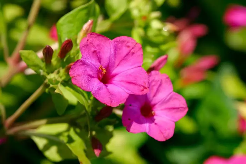 Flowers That Smell Good