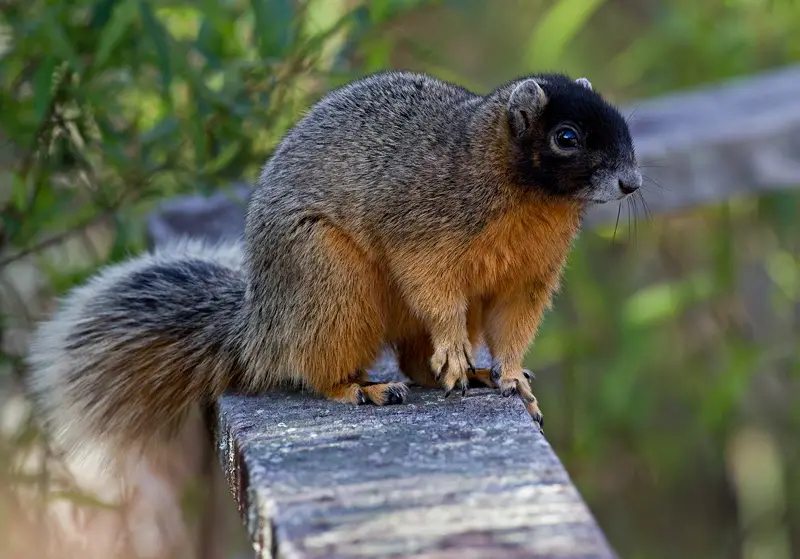 Squirrels in New Hampshire