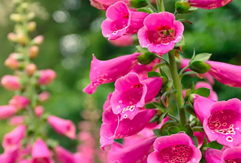 Flowers That Bloom in Spring