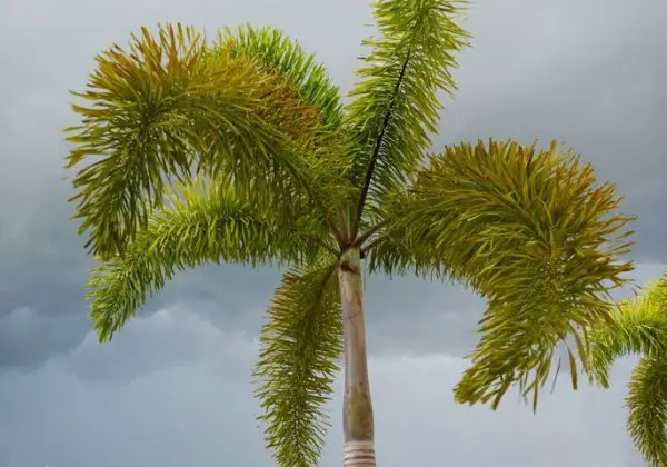 Hawaii Palm Tree