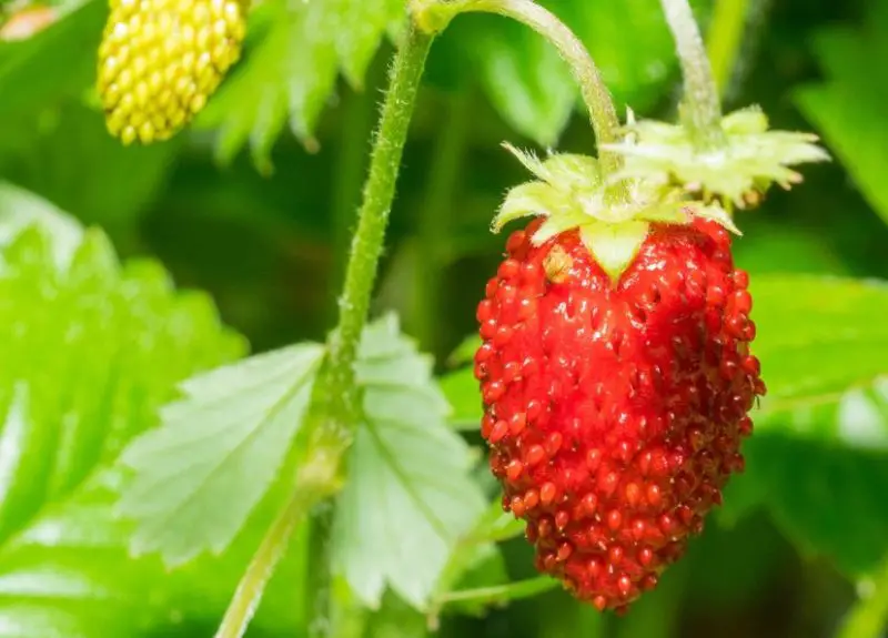 Types of Strawberry Plants