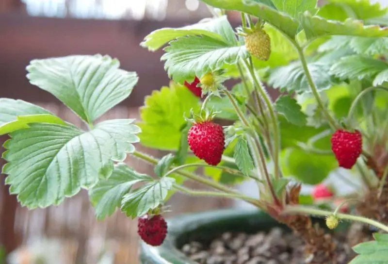 Types of Strawberry Plants
