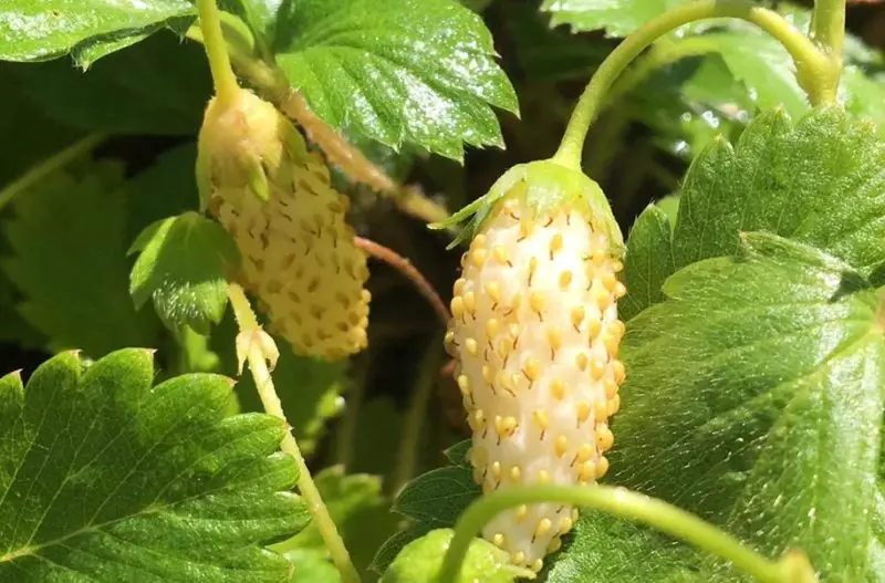 Types of Strawberry Plants