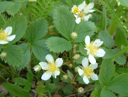 Fragaria virginiana