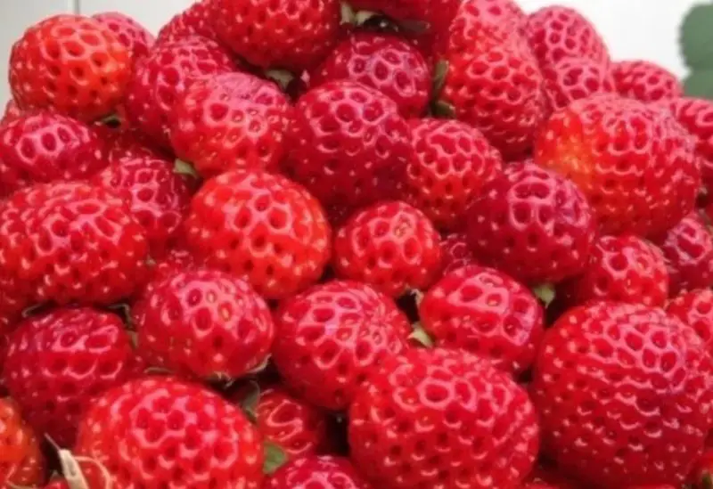 Types of Strawberry Plants