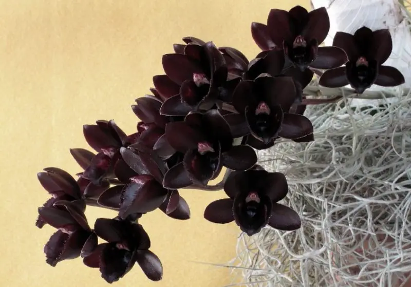 Black Orchid Flower