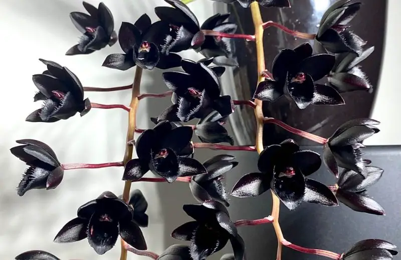 Black Orchid Flower
