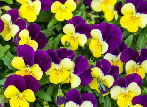 Freefall Purple Wing Pansy