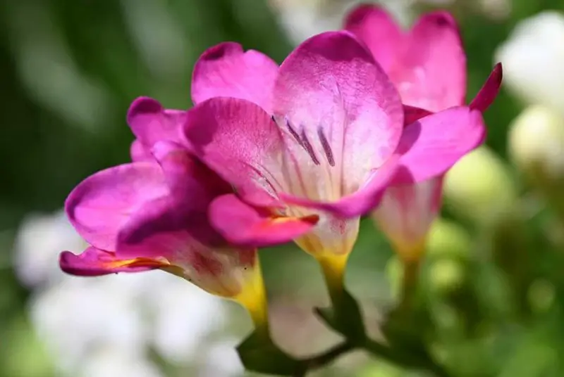 Flowers That Smell Good
