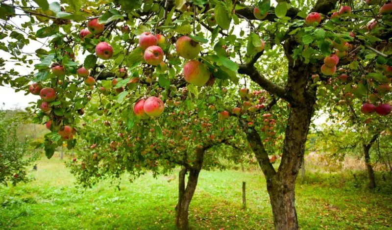 Fruit Trees That Grow in Oklahoma