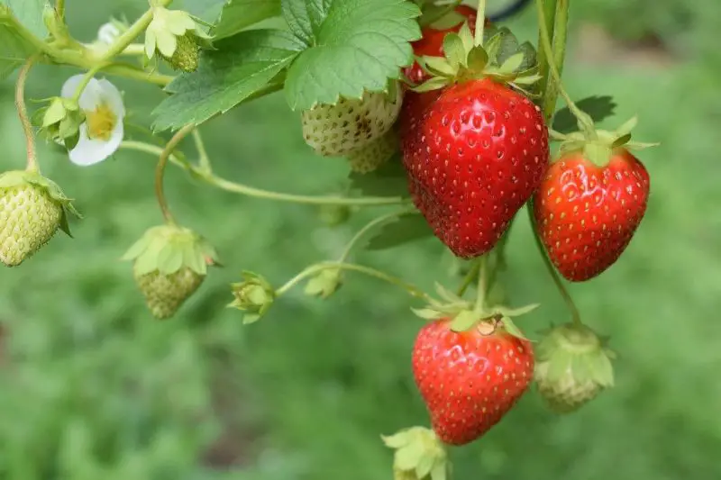 Types of Strawberry Plants