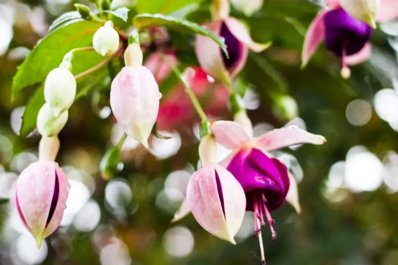 Pink and White Flowers