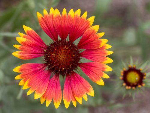 Flowers that Start with G