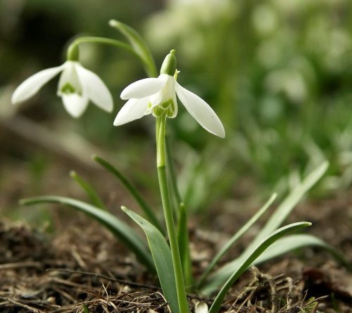 Flowers that Start with G