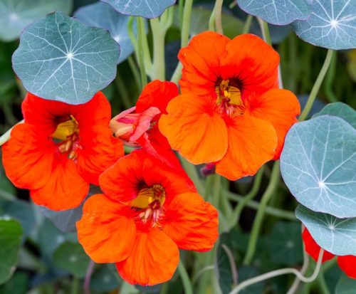 Flowers that Start with G