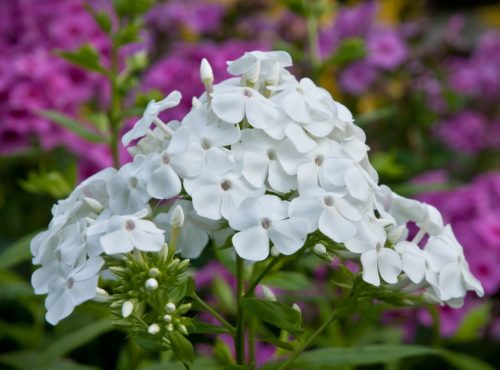 Flowers that Start with G