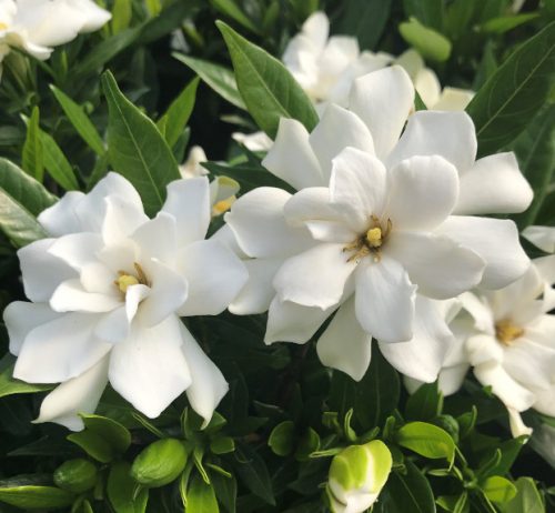 Flowers that Start with G