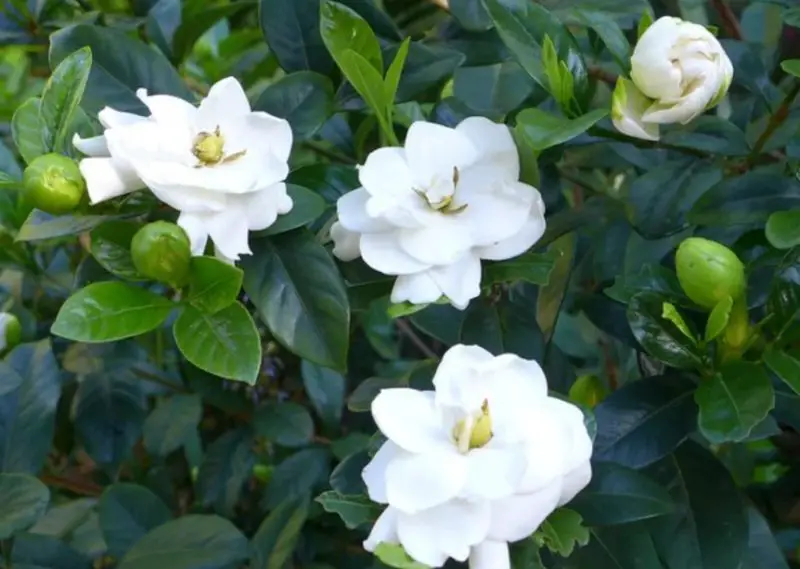 Flowers That Smell Good