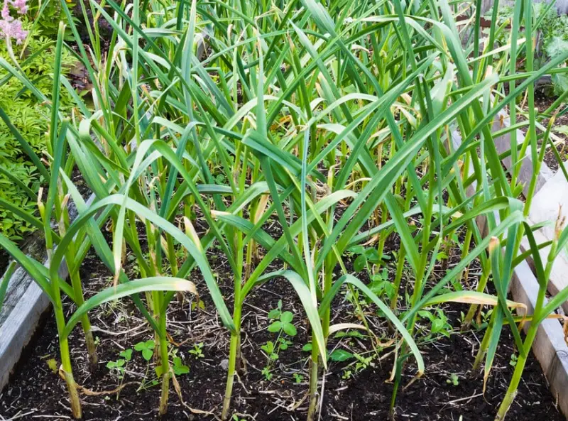garlic-allium-sativum-800x593-1 Plants That Repel Flies