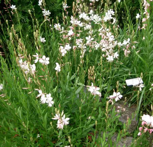 Flowers that Start with G