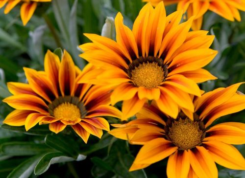 Flowers that Start with G