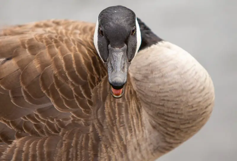 Do Geese Have Teeth? And Can They Bite You?