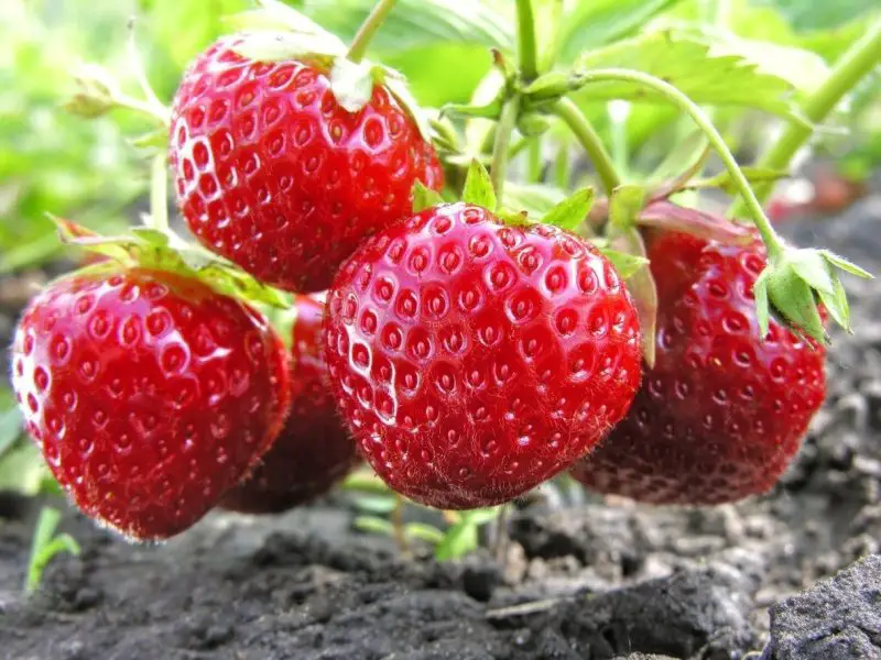 Types of Strawberry Plants